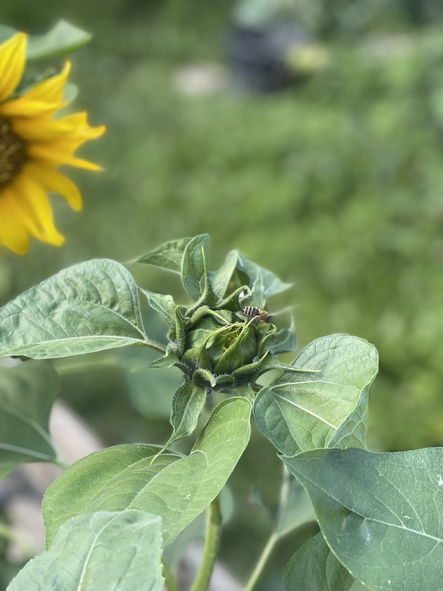 Biene auf einer Sonnenblume