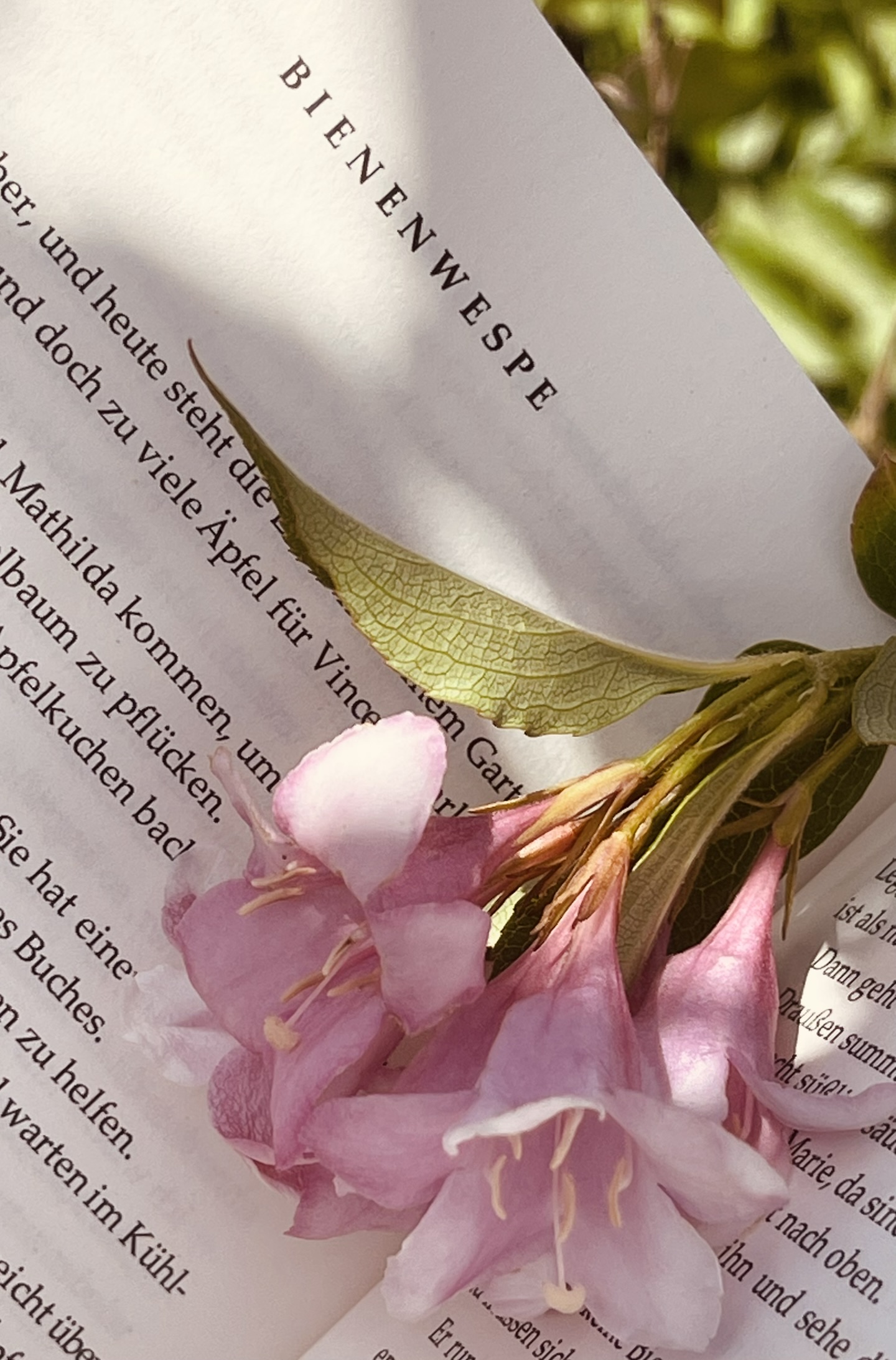 Eine Buchseite mit einer Glockenblume darauf